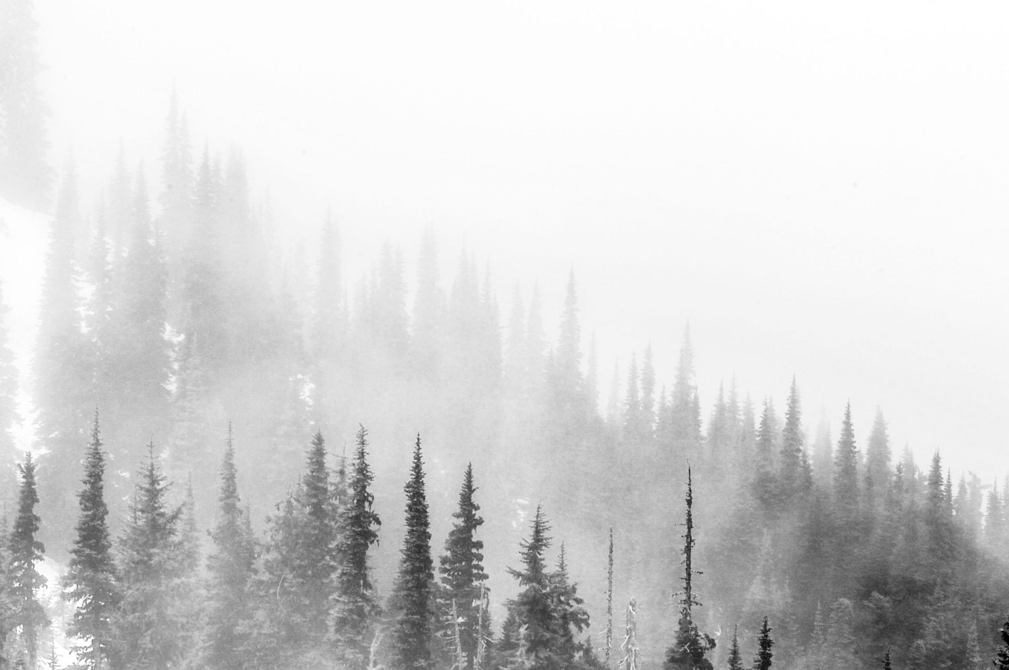 A calm natural setting representing EMDR therapy in Seattle