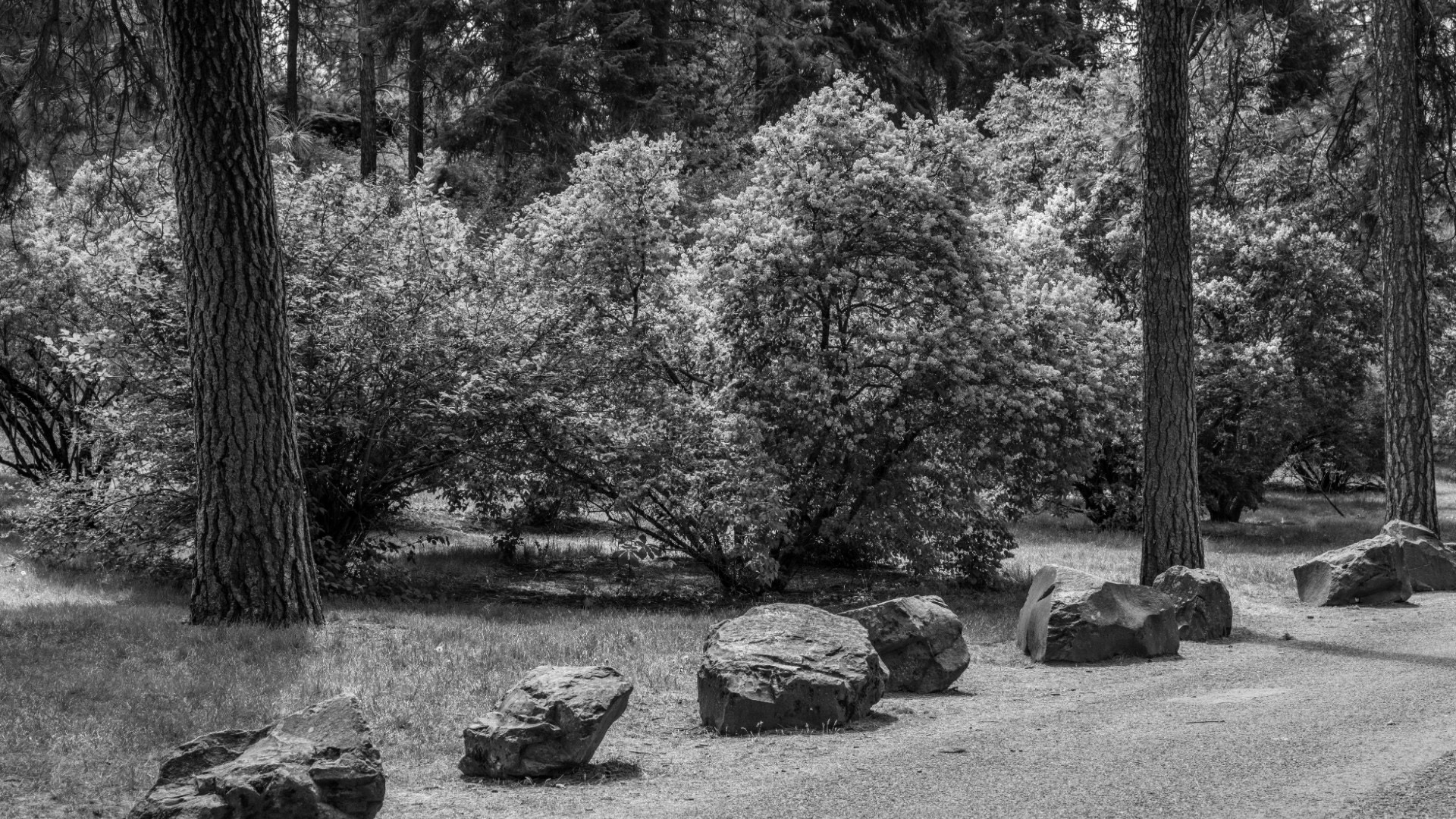 Seattle Premarital Counseling 7 Lilac garden in Spokane